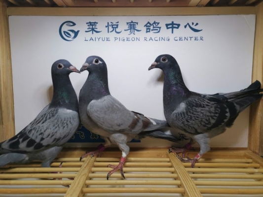 赤峰雨點公司地址電話查詢號碼-第1張圖片