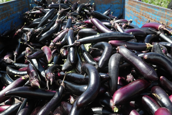 赤峰茄子基地在哪里啊電話號碼-第1張圖片