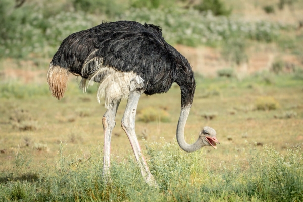 赤峰東郊動物園地址電話號碼-第1張圖片