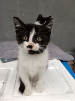 赤峰市奶牛貓出售電話號碼-第1張圖片