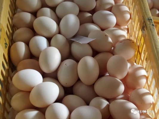 赤峰鮮羊奶訂購電話地址查詢-第1張圖片