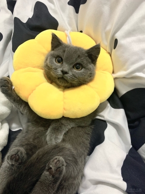 赤峰平莊藍(lán)貓出售電話號碼-第1張圖片