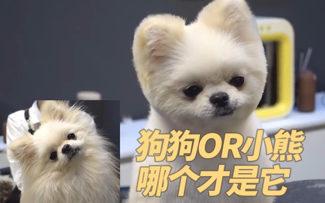 赤峰博美美容造型招聘電話號碼-第1張圖片