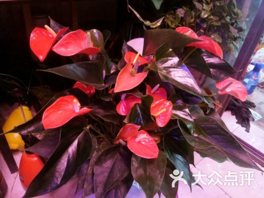 赤峰南園花藝店地址電話號(hào)碼-第1張圖片