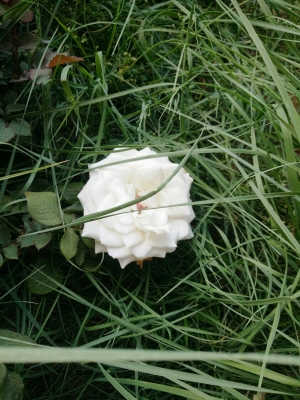 赤峰烏丹葉片廠家電話號(hào)碼-第1張圖片