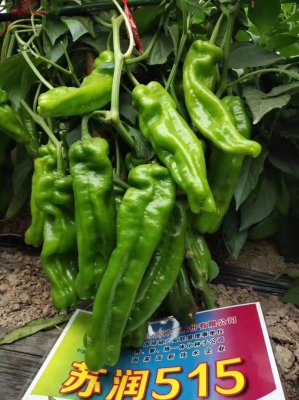 赤峰辣椒種子公司電話號碼-第1張圖片