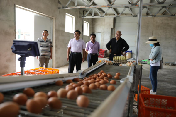 赤峰雞蛋批發(fā)商家電話號碼-第1張圖片