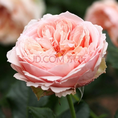 赤峰月季花苗出售電話號碼-第1張圖片