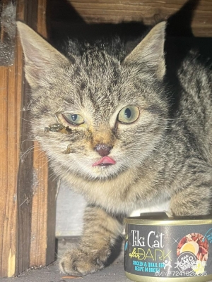 赤峰貓咪售賣店電話多少號-第1張圖片