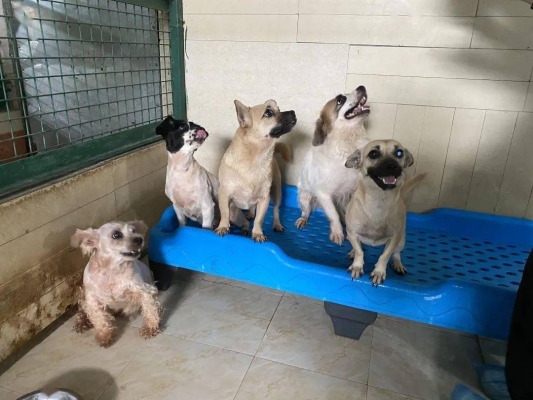 赤峰異形動物救助站電話號碼-第1張圖片