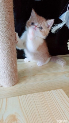 赤峰小馬哥貓舍電話號碼-第1張圖片