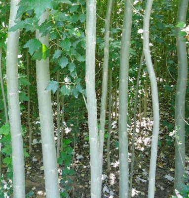 赤峰回收樹(shù)苗電話(huà)號(hào)碼多少-第1張圖片