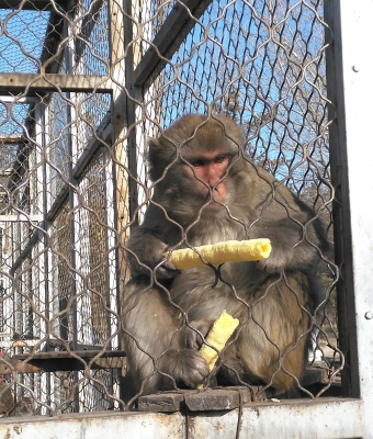 赤峰動物救助電話多少啊-第1張圖片