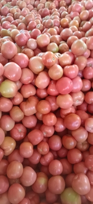 赤峰巨型粉兔批發(fā)電話號(hào)碼-第1張圖片