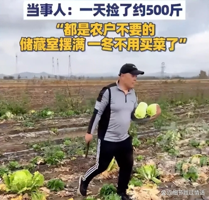 赤峰大白菜售賣店電話號碼-第1張圖片