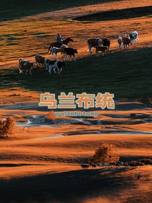 赤峰游牧羊團購地址電話號碼-第1張圖片