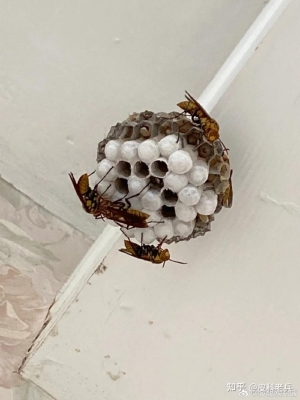 赤峰蜂巢酒吧電話多少號(hào)碼-第1張圖片