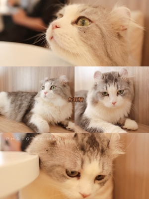 赤峰貓咖酒吧電話多少號-第1張圖片