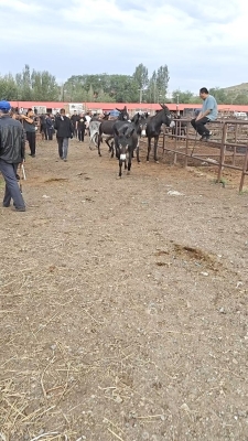 赤峰林東寵物市場(chǎng)電話號(hào)碼-第1張圖片