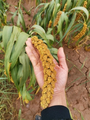 赤峰麥子工作室地址電話號碼-第1張圖片