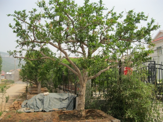 赤峰土球供應(yīng)商電話號碼-第1張圖片