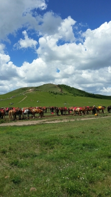 內(nèi)蒙古赤峰固定電話區(qū)號(hào)是什么-第1張圖片
