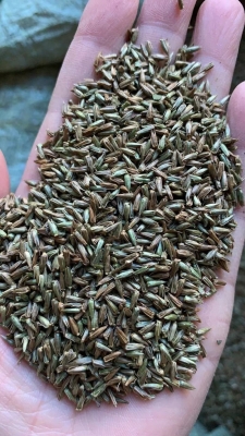 赤峰豐田種子公司電話號碼-第1張圖片