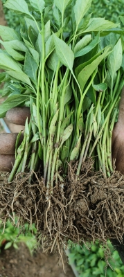 赤峰羊苗代收電話地址在哪里-第1張圖片