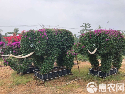 赤峰電子花籃批發(fā)基地電話號碼-第1張圖片