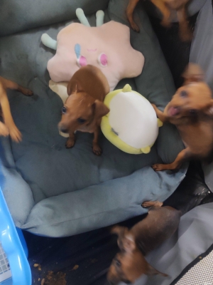 赤峰出租寵物電話號碼查詢地址-第1張圖片