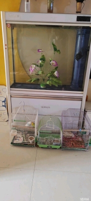 赤峰同城魚缸維修電話多少號-第1張圖片