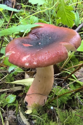 赤峰市采蘑菇去哪里最多-第1張圖片