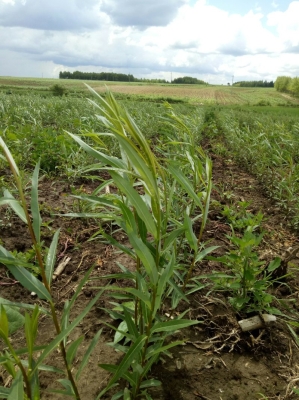 赤峰小柳賣房電話號碼查詢-第1張圖片