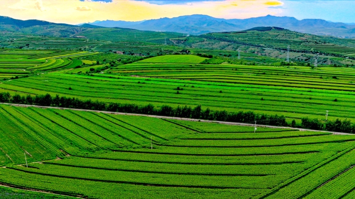 赤峰水稻苗購買電話號碼查詢-第1張圖片