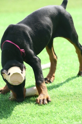 赤峰賣杜賓犬的電話號碼是多少-第1張圖片