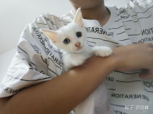 赤峰市小貓領(lǐng)養(yǎng)中心電話號碼-第1張圖片