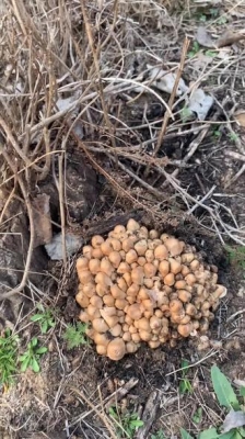 赤峰楊樹根收購電話號(hào)碼是多少-第1張圖片