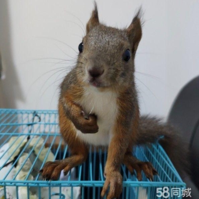 赤峰市貓咪出售群電話號碼-第1張圖片