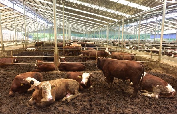 赤峰牛交易市場(chǎng)-第1張圖片