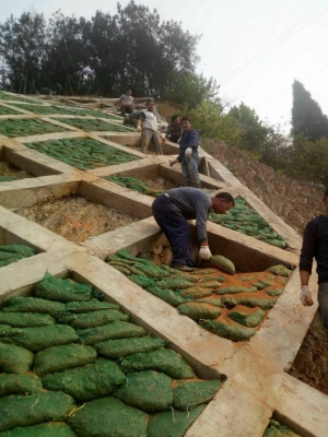 赤峰綠化植草袋廠家電話號碼-第1張圖片