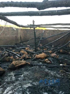 赤峰羊苗代收電話地址查詢號碼-第1張圖片