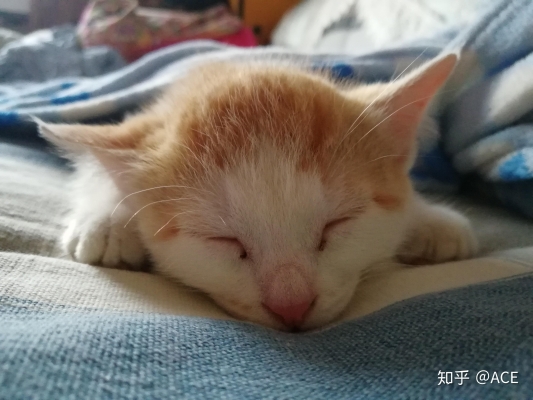 赤峰小土貓售賣店電話地址查詢-第1張圖片