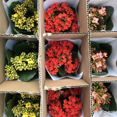 赤峰花卉買賣市場(chǎng)地址電話號(hào)碼-第1張圖片