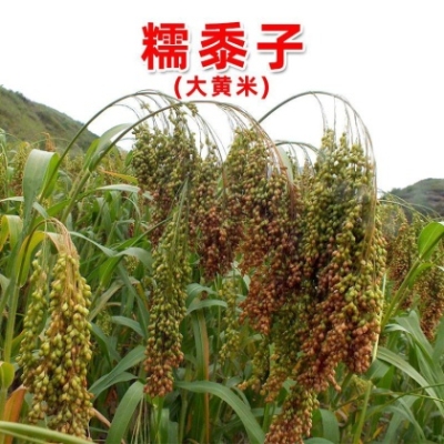 赤峰菜價(jià)今日行情查詢電話號(hào)-第1張圖片