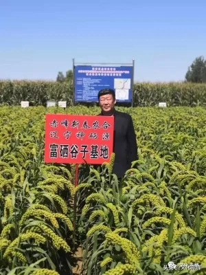 赤峰谷子銷售電話是多少號-第1張圖片