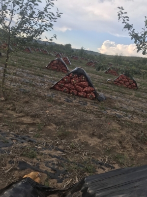 內(nèi)蒙赤峰收購大蔥廠家電話號碼-第1張圖片