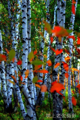 赤峰米蘇攝影店地址電話號碼-第1張圖片