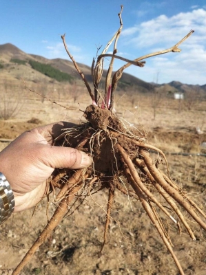 赤峰種植合作社招聘電話號(hào)碼-第1張圖片