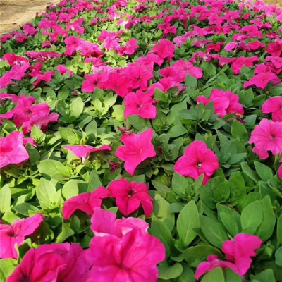 赤峰矮牽牛苗商家電話號(hào)碼-第1張圖片