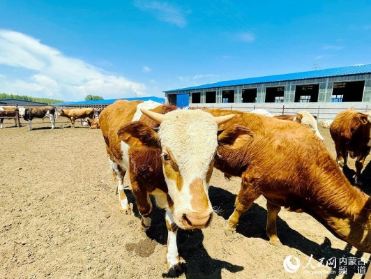 赤峰林西組織部電話(huà)號(hào)碼-第1張圖片